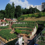 le vignoble de poche d’Yves Legrand à Issy les Moulineaux